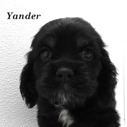 puppy, for, sale, Cocker Spaniel, Joe & Cherri  Overlease, dog, breeder, Miller, MO, dog-breeder, puppy-for-sale, forsale, nearby, find, puppyfind, locator, puppylocator, aca